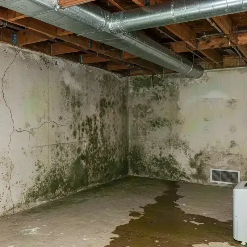 Professional Mold Removal in Lincoln County, MO